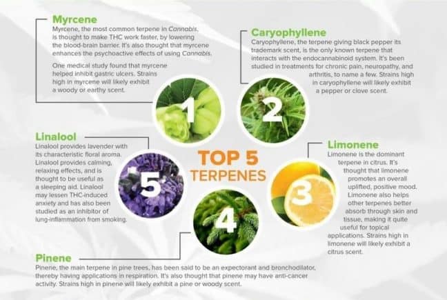 Lets Talk Terpenes How To Maximize The Benefits Of Cannabis 7669