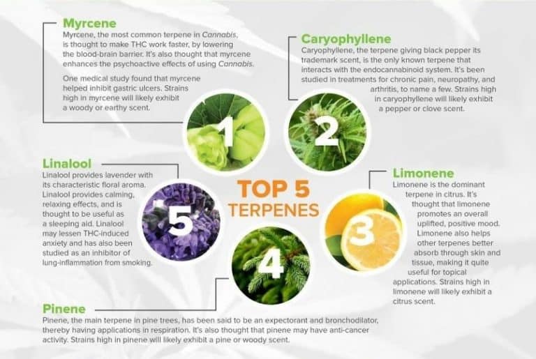 Make quite. Cannabis Terpene. Terpenes THC. Cannabis Terpene buy. Strain Terpene profiles.