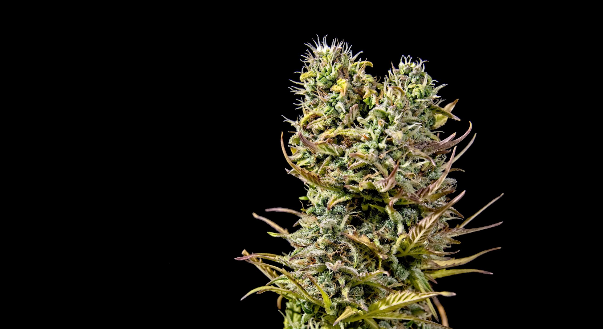 Is KindHealth a Dispensary?