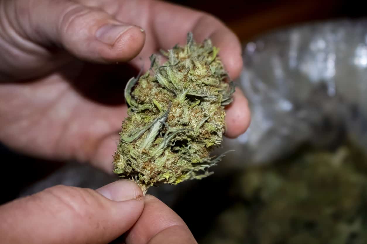 Will you Answer my Cannabis Related Questions?