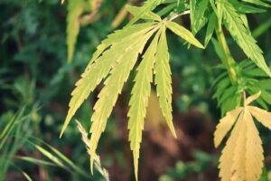 Marijuana Leaf