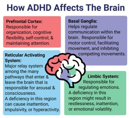 ADHD and the Brain