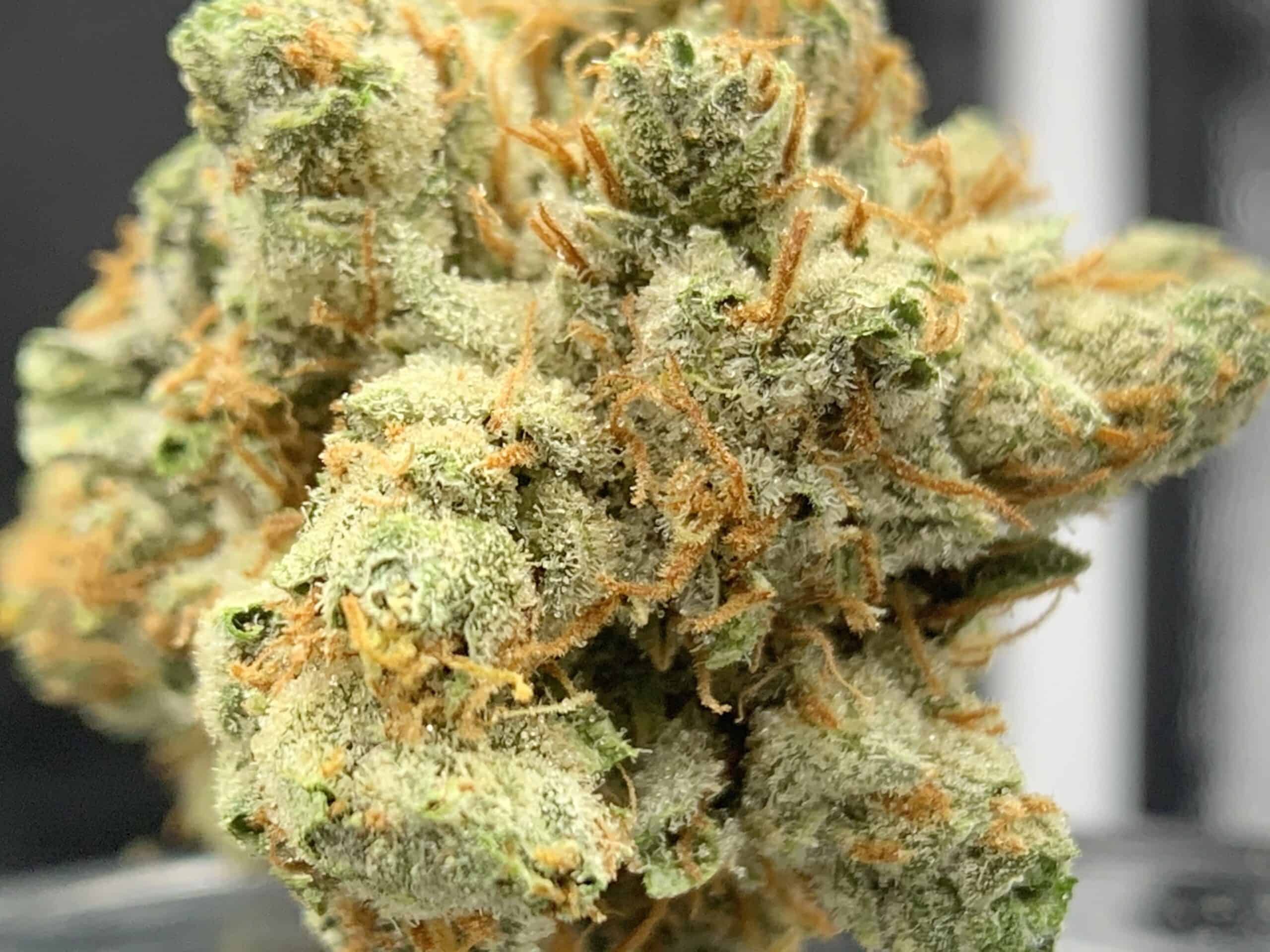 Sativa: A Comprehensive Overview